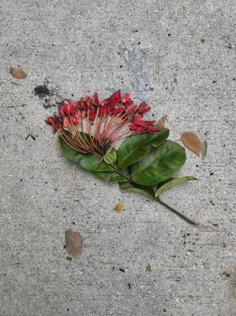 It’s Because, or, Imaginary&nbsp;Weeds